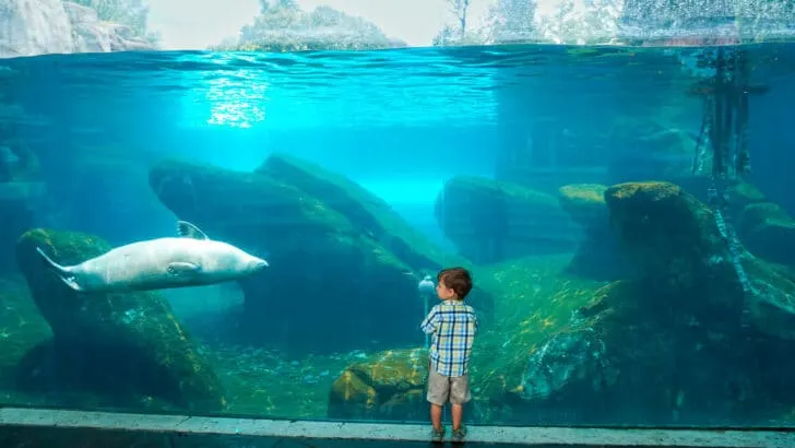 A boy standing in front of a glass tank with a sea lion swimming by. St. Louis Zoo.