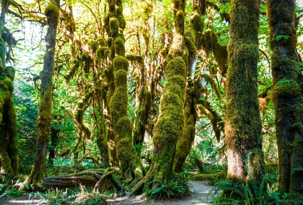 Hoh Rain Forest one of the most iconic places in Olympic National Park.
