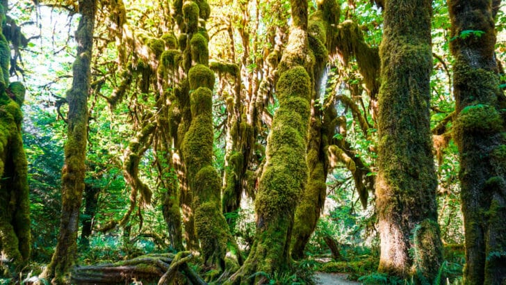 Hoh Rain Forest one of the most iconic places in Olympic National Park.
