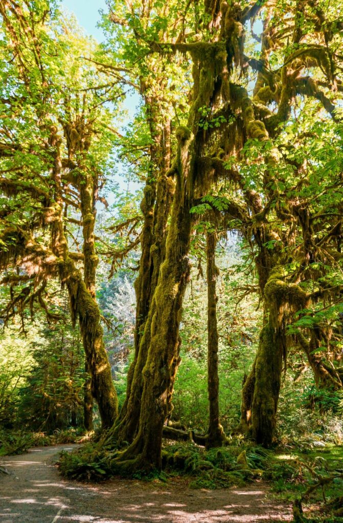 Towering trees covered in moss at Hoh Rain Forest - a place you must include in your 3 days in Olympic National Park itinerary. 