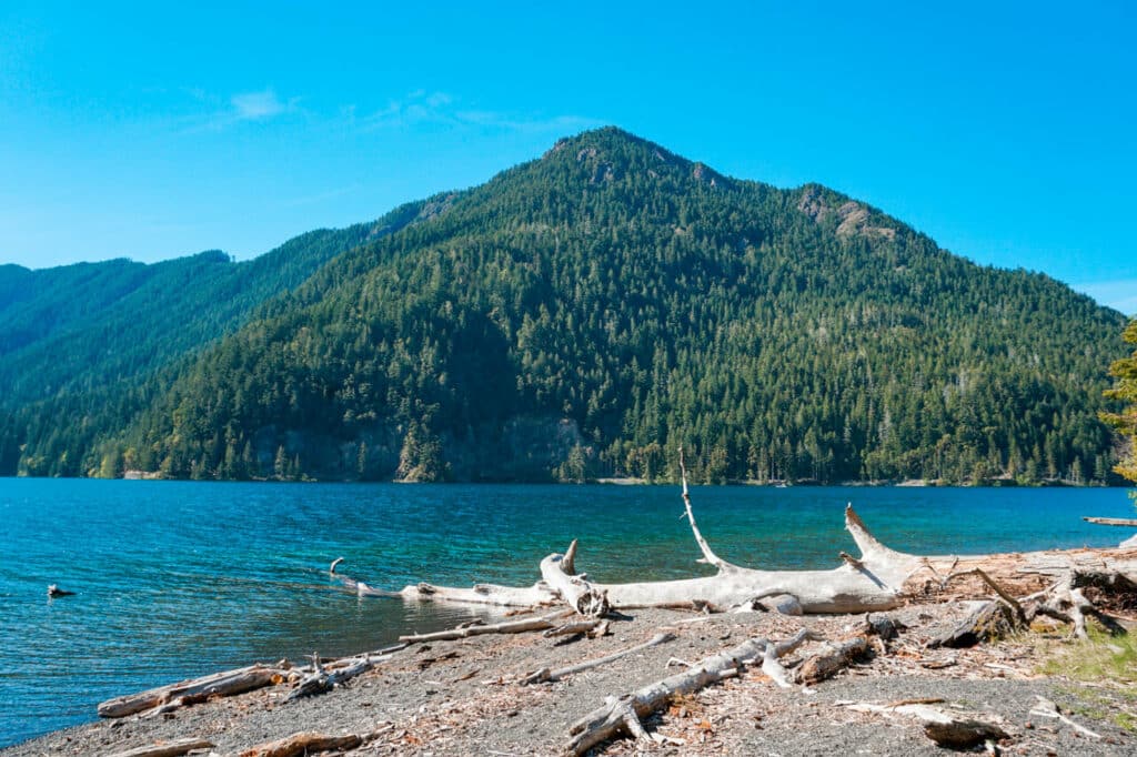 Bleached driftwood along the shore of Lake Crescent with a mountain in the backdrop.