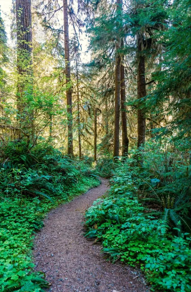 A narrow path on the Quinault Rain Forest Nature Trail with towering trees. An easy kid-friendly hike in Olympic National Park.