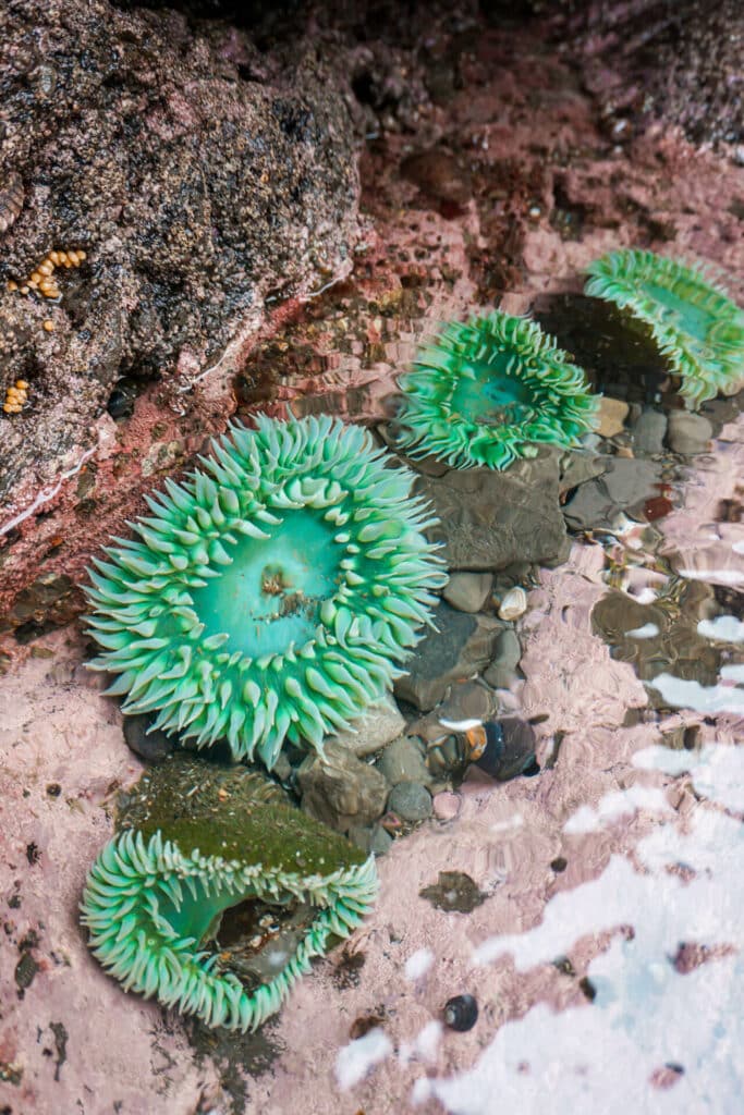 Green sea anemone in a tide pool at Olympic National Park, one of the best things to do. 