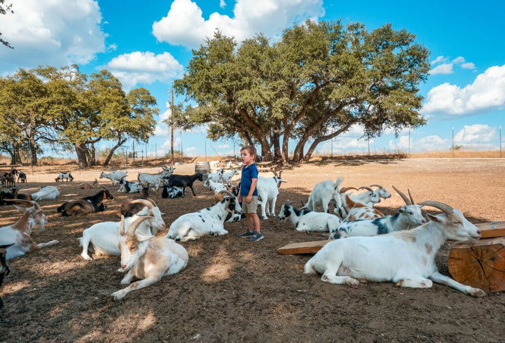 A toddler boy standing amongst dwarf goats at Jester King Brewery.