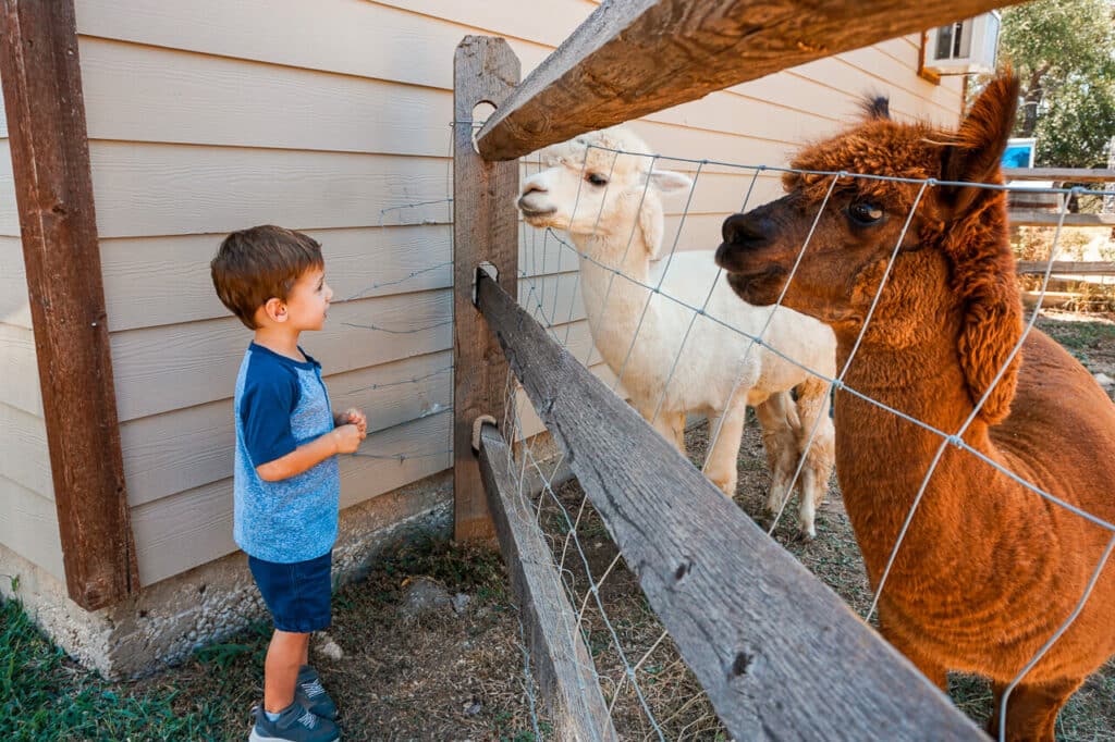 A toddler boy standing by a fence with a white and brown alpaca looking at him. Location: Camp Lucy at Dripping Springs.