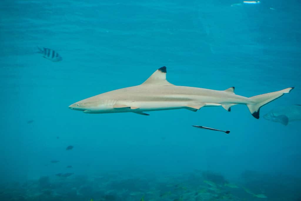 A black tip shark swimming in the Indian Ocean.