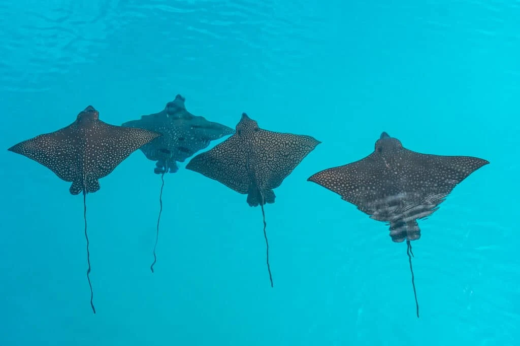 Four spotted eagle rays swimming in the Indian Ocean, Maldives