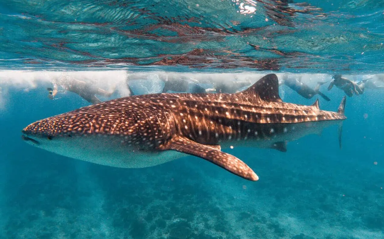 A whale shark in the Maldives with people swimming behind it. 