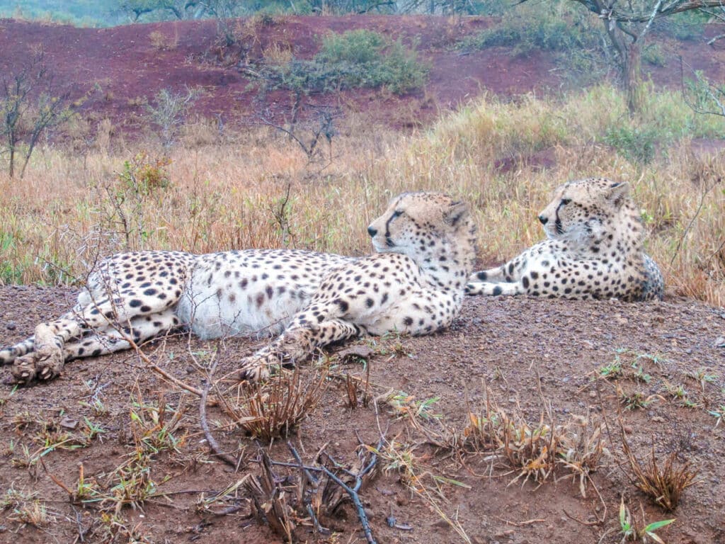 Two cheetahs laying on a mound looking out into the Phinda Private Game Reserve.