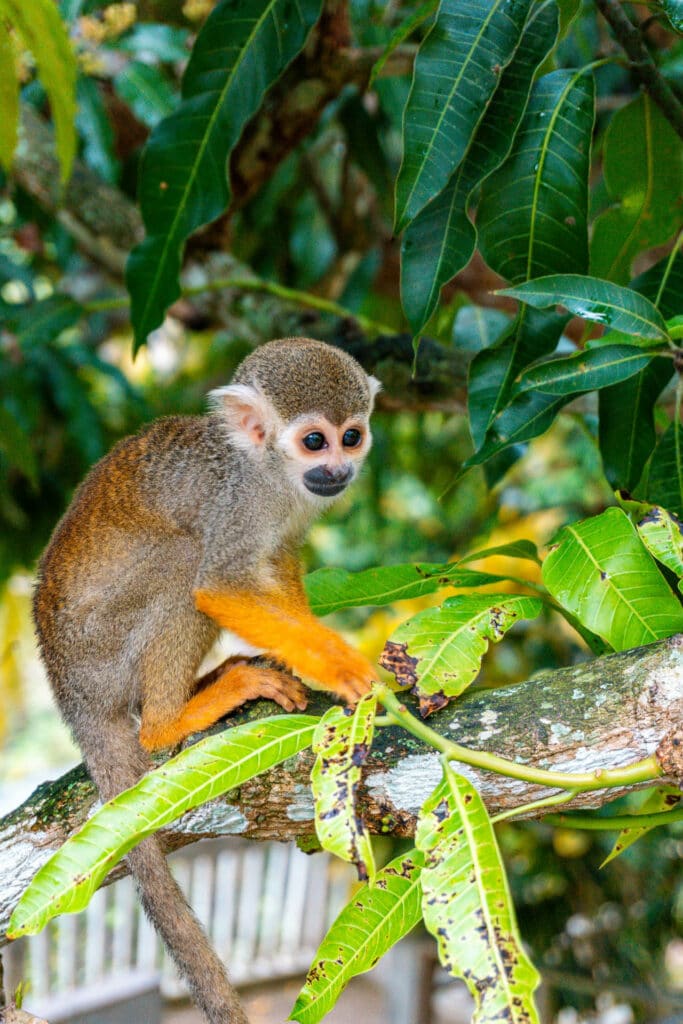 A squirrel monkey sitting on a tree limb at Monkeyland in La Romana.