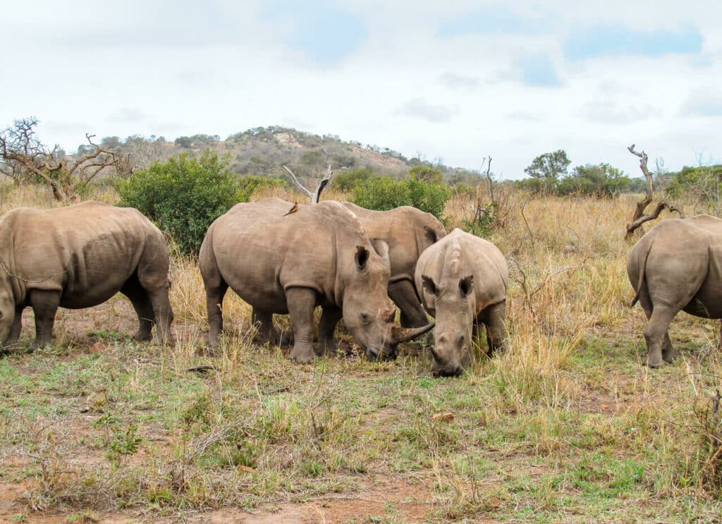 A herd of rhino grazing the land at Phinda Private Game Reserve.