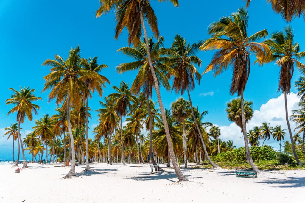 Palm trees swaying in the wind on a remote beach on Saona Island.