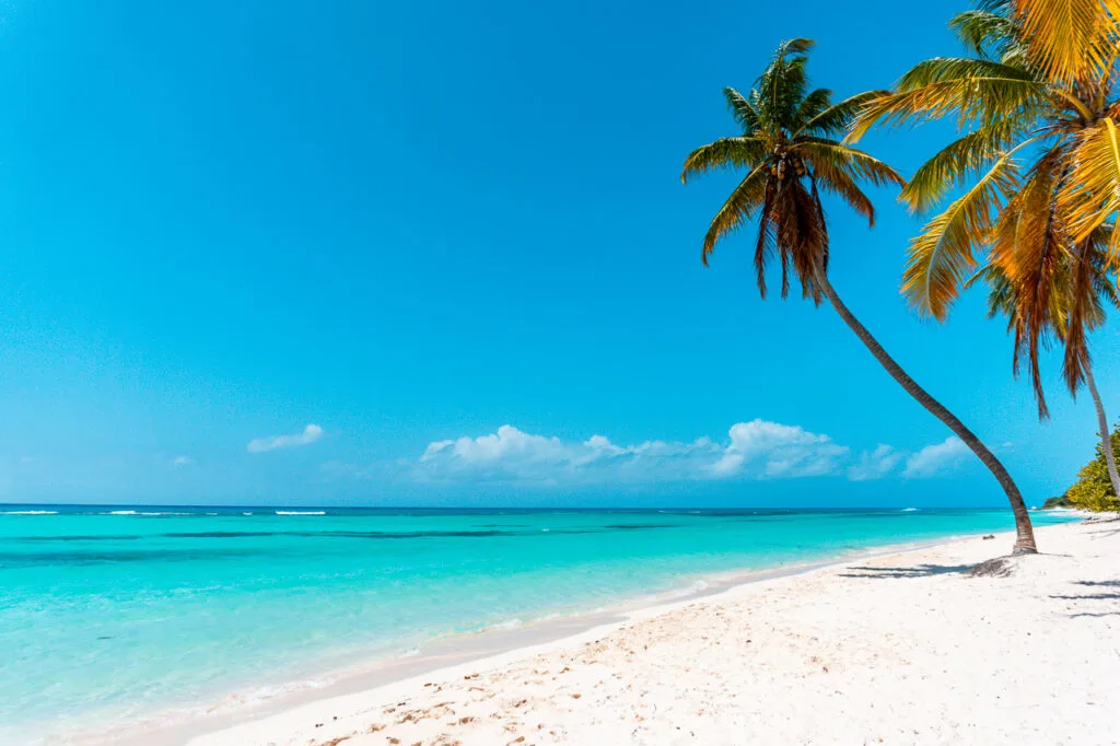 A leaning palm tree on a remote beach on Saona Island.