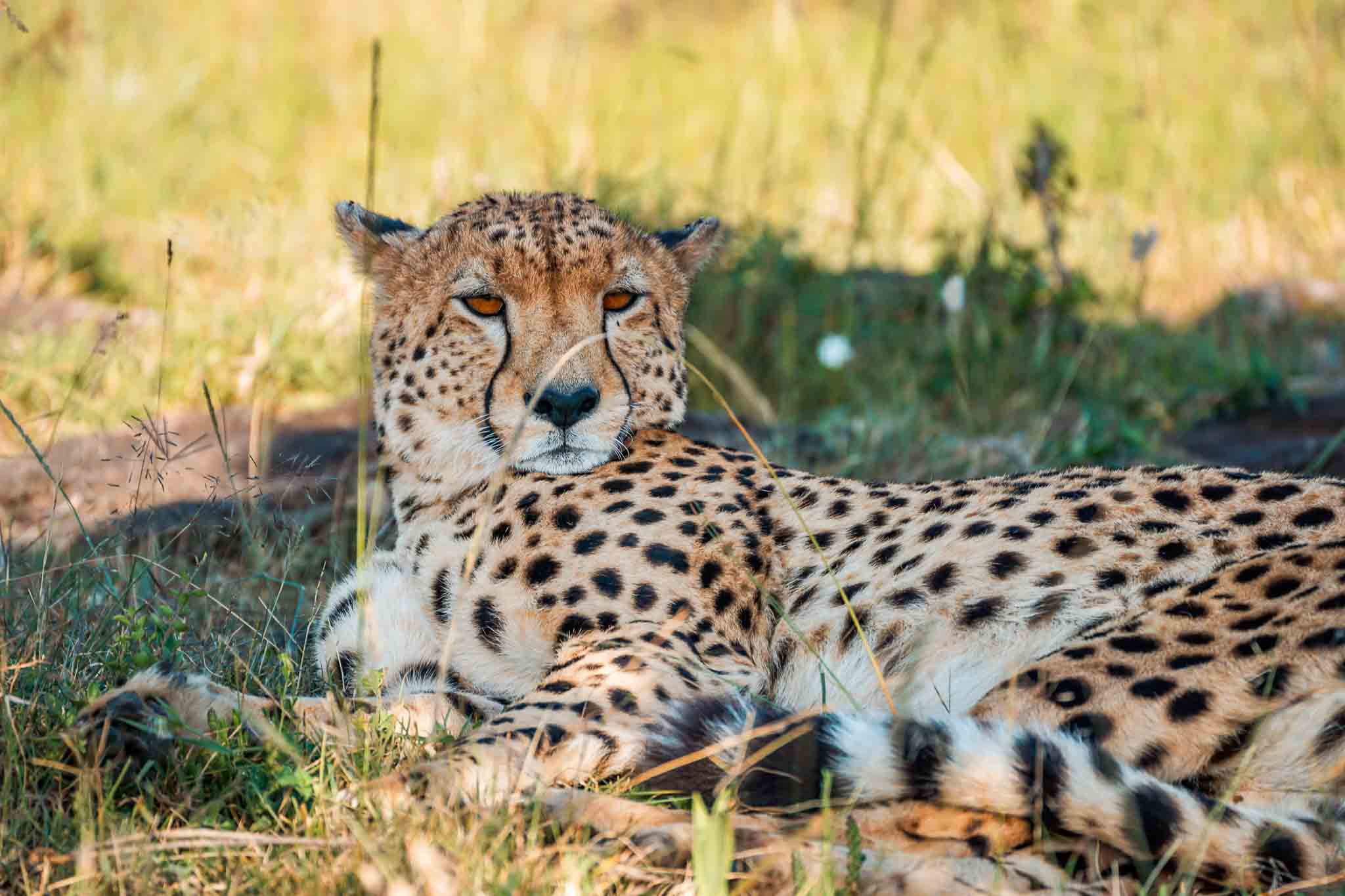 A beautiful cheetah laying down under a shaded tree in the Maasai Mara North Conservancy.