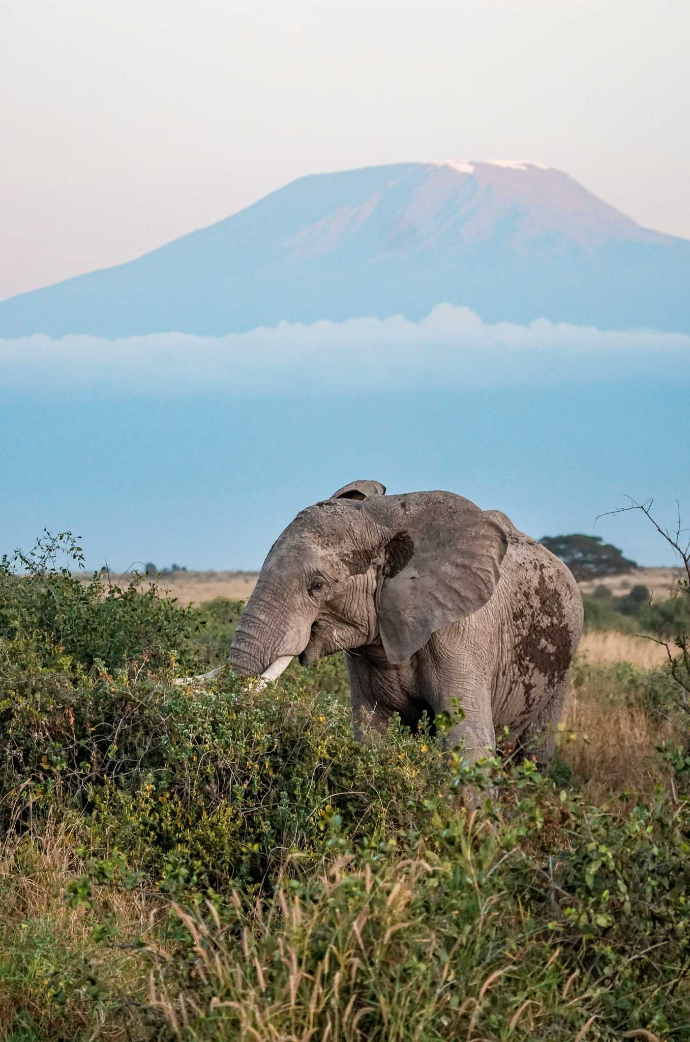 An elephant behind a bush with Mount Kilimanjaro in the background at Amboseli National Park.