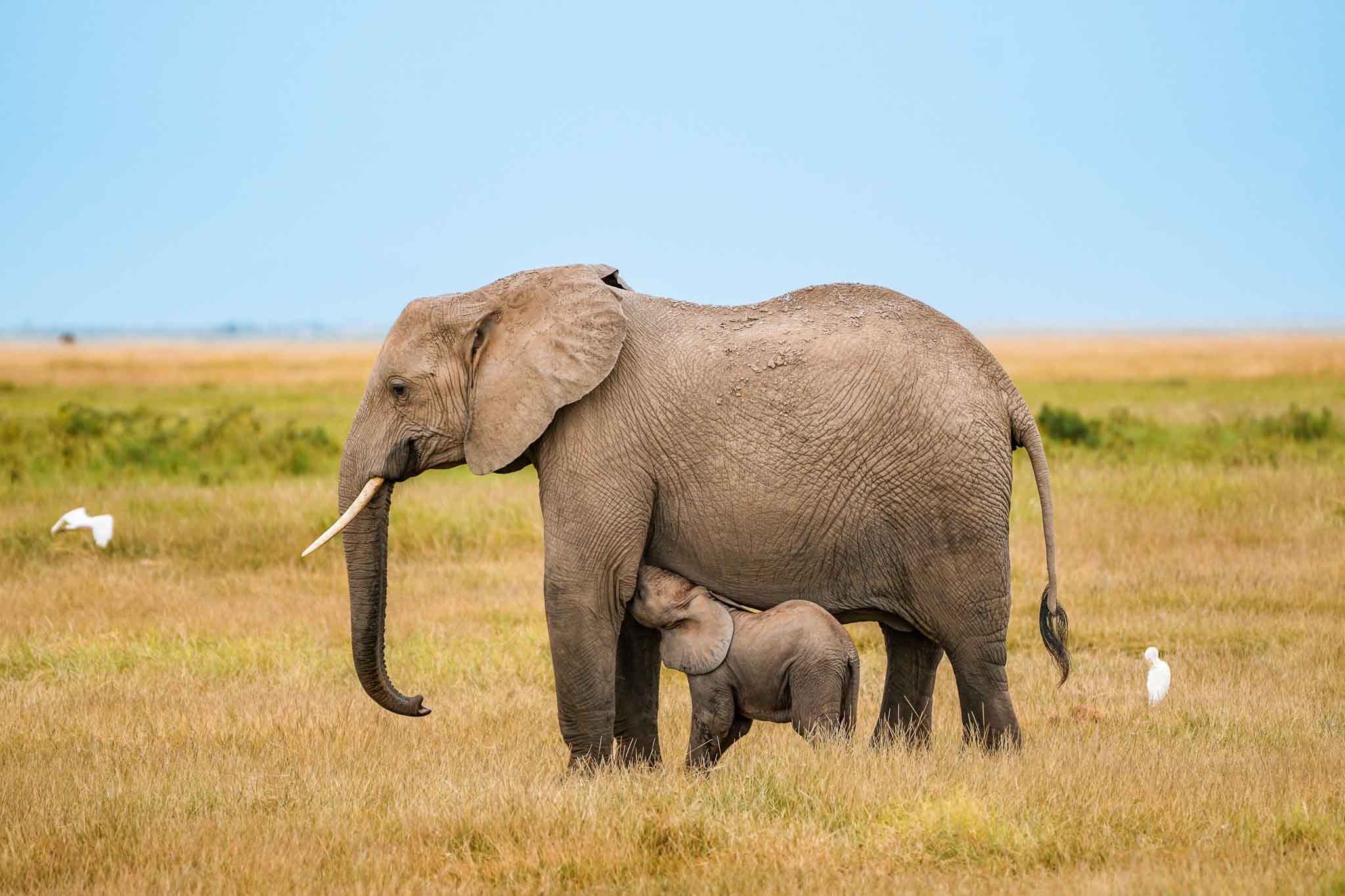 A baby elephant drinking from its momma at Amboseli National Park.
