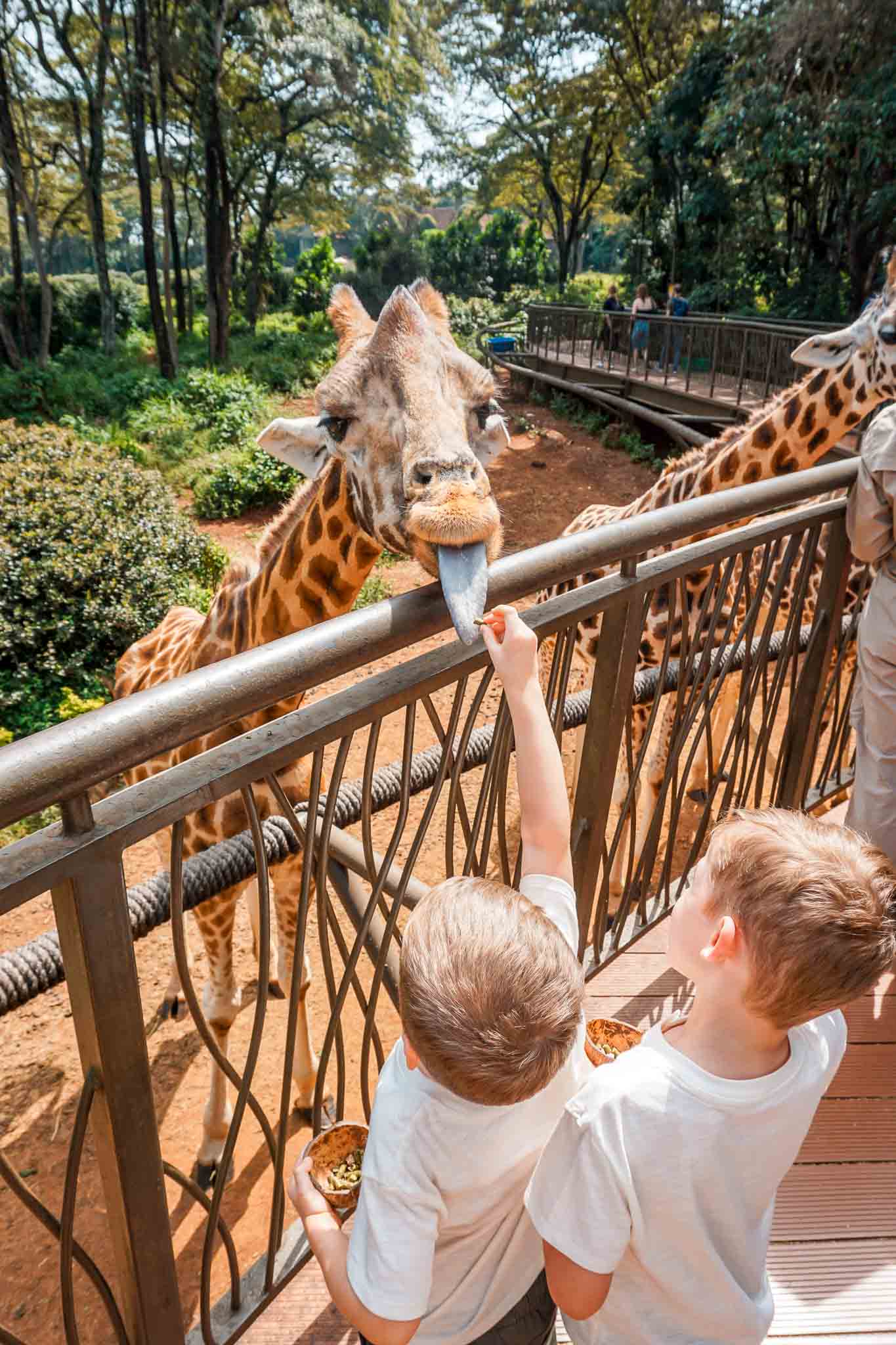 Two young boys feeding a giraffe at the Giraffe Center in Nairobi, Kenya.