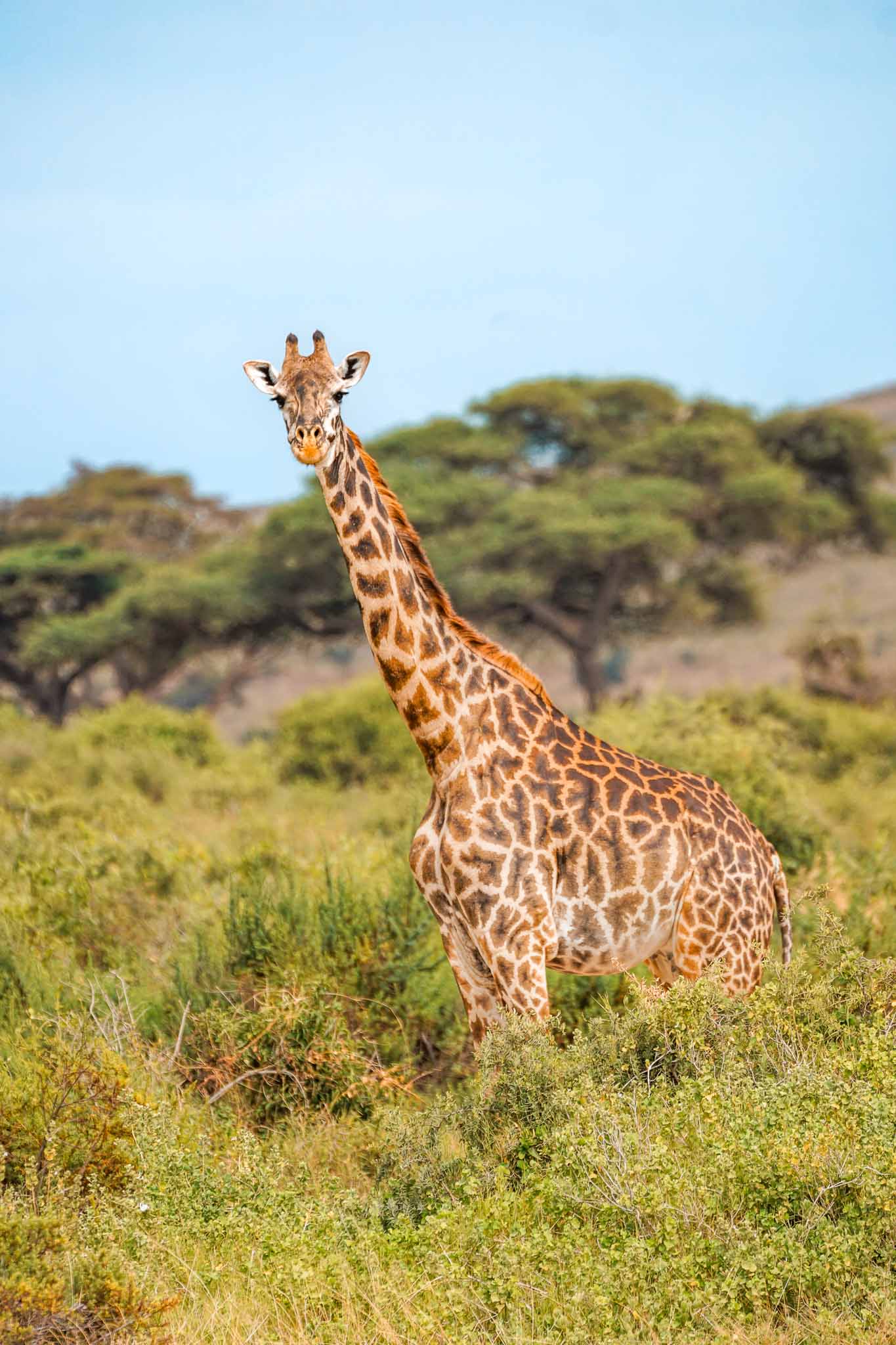 A beautiful giraffe standing tall in grass.