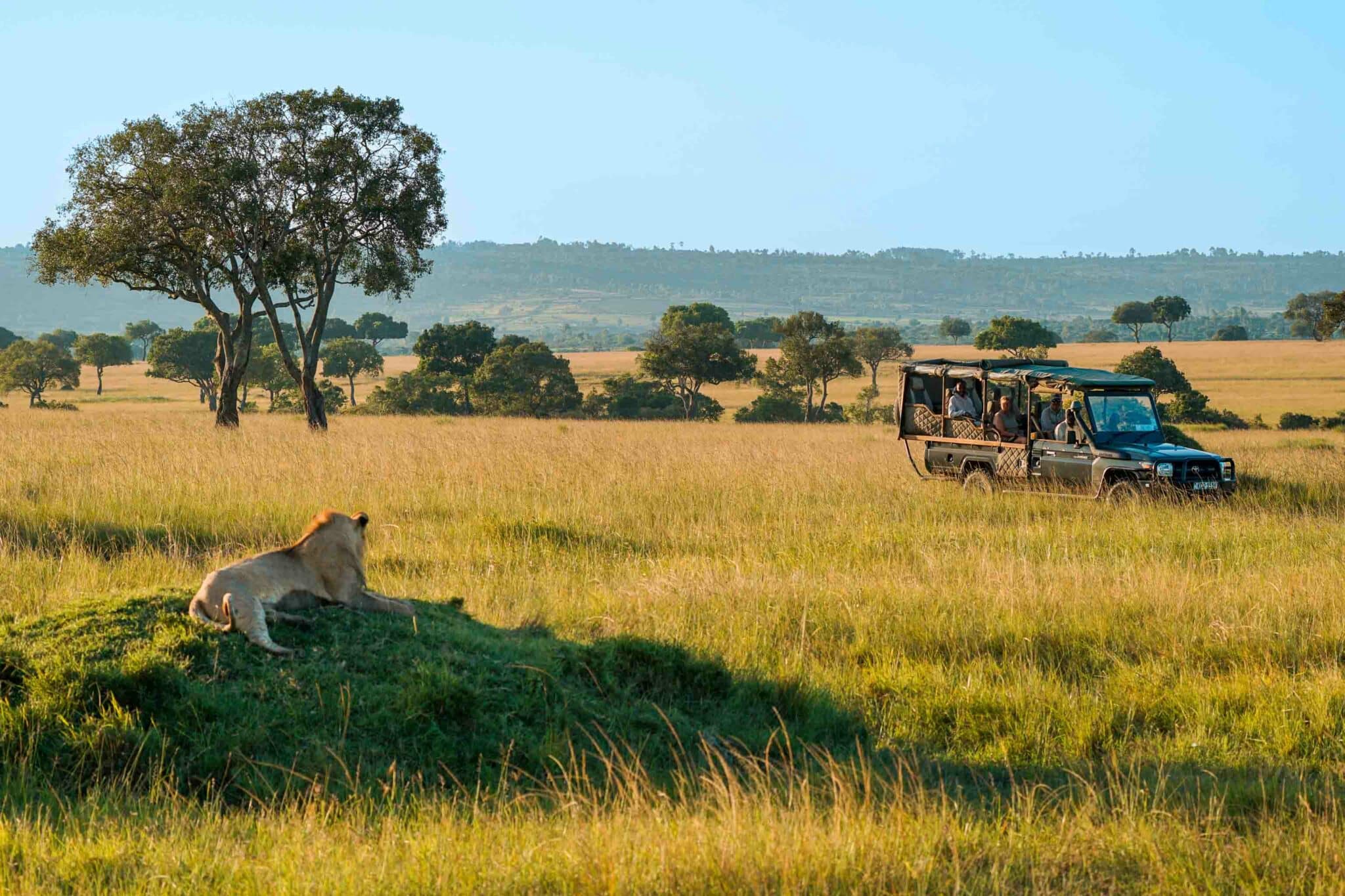 A safari jeep with tourists observing a male lion laying on top of a mound at sunset in the Masai Mara North Conservancy.