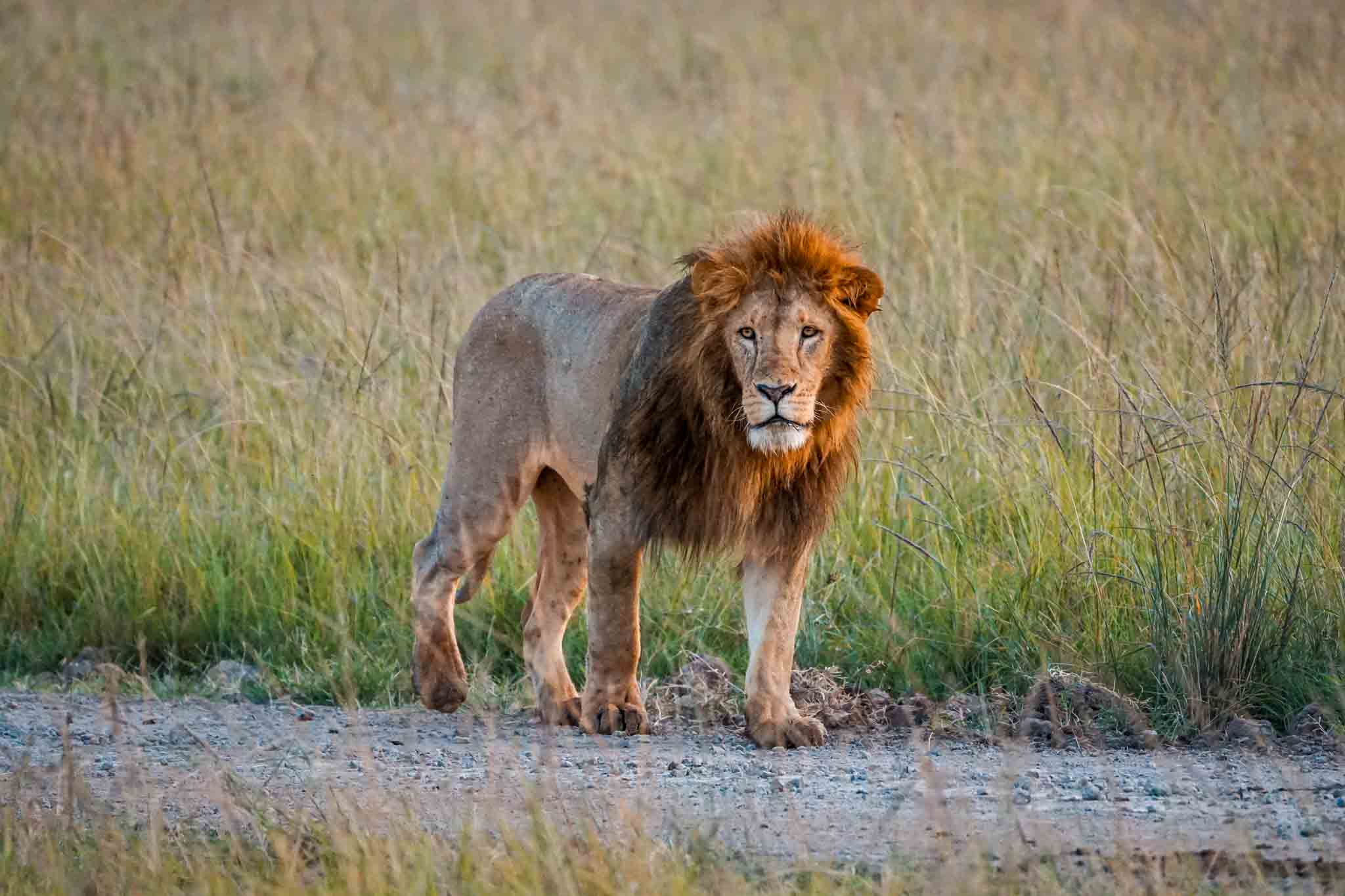 A male lion looking out in the savannah of Mara North Conservancy.