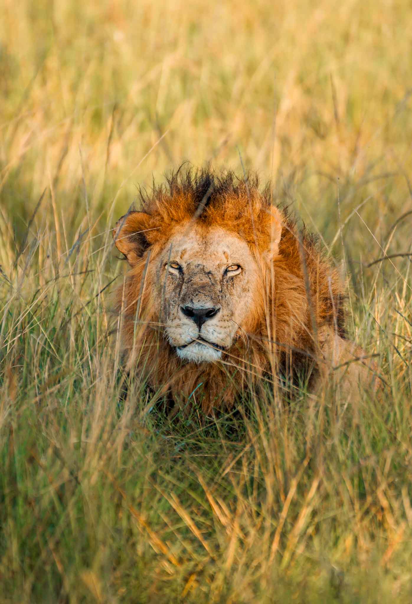 A male lion laying down in tall grass in the Maasai Mara North Conservancy—one of the best safari destinations to include in a 10-day Kenya itinerary.