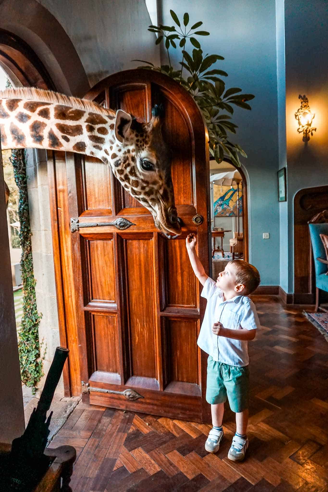A young boy feeding a giraffe in a doorway entry at Giraffe Manor.