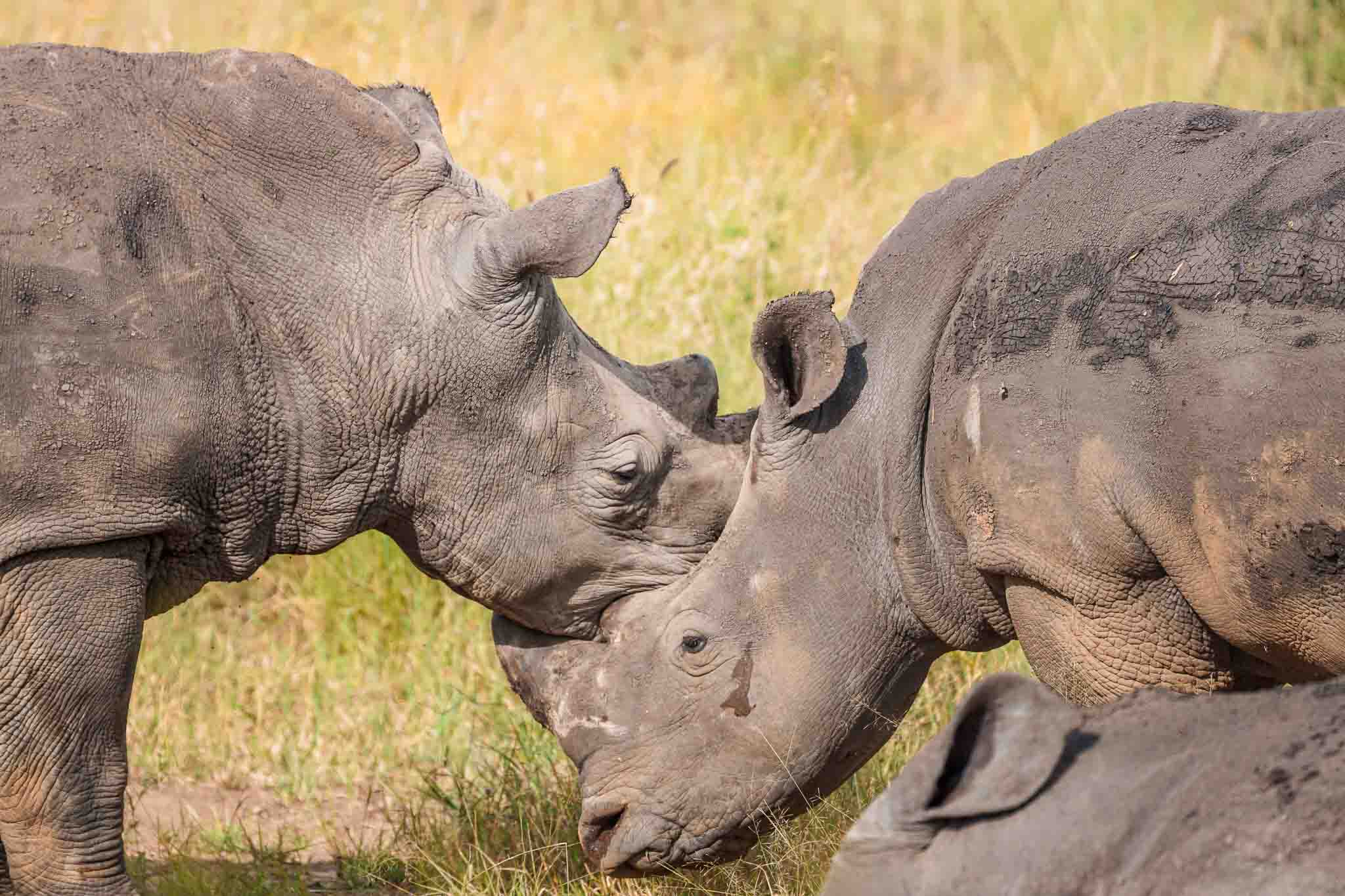 Two rhinos playing at Nairobi National Park.