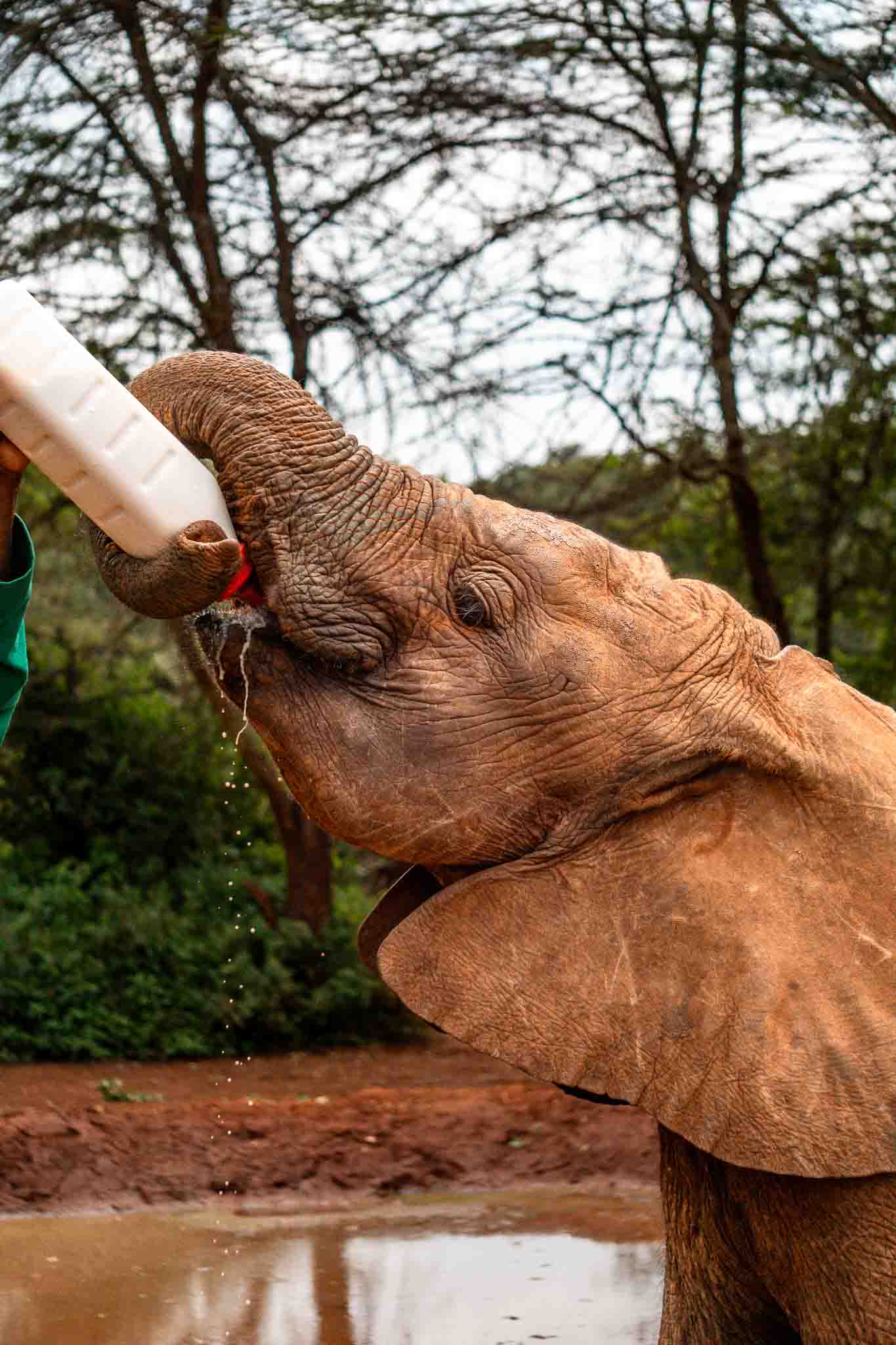 A baby elephant drinking from a milk bottle at Sheldrick Wildlife Trust—one of the best things to do in Kenya.