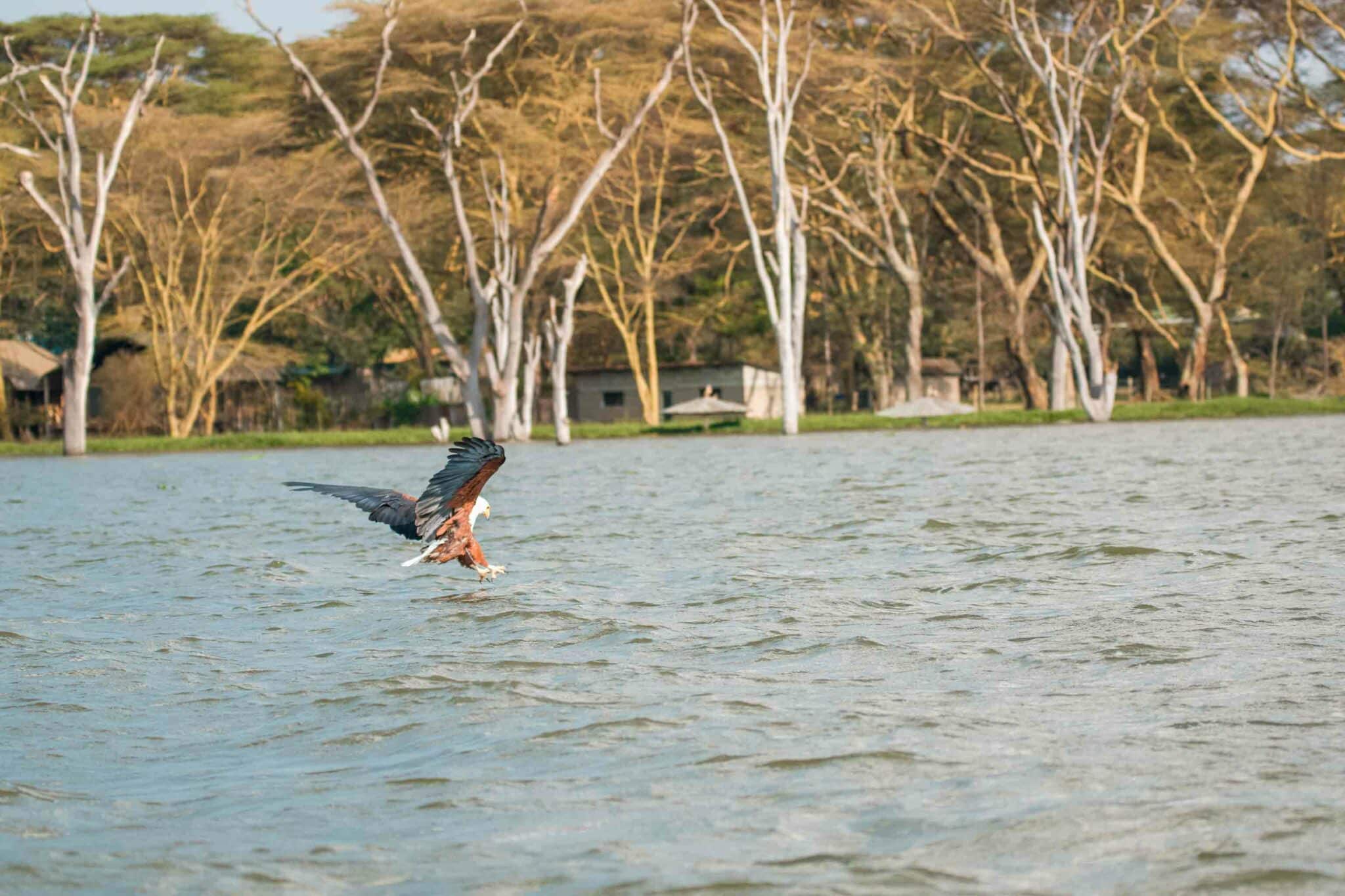 An eagle reaching on the surface of water to catch a fish at Lake Naivasha.